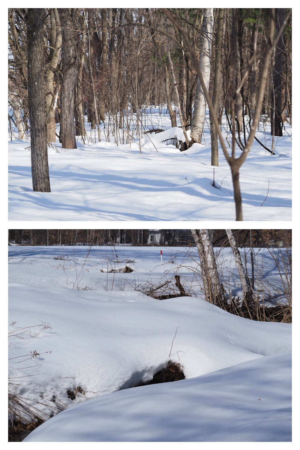 250311_Winter-buds_12