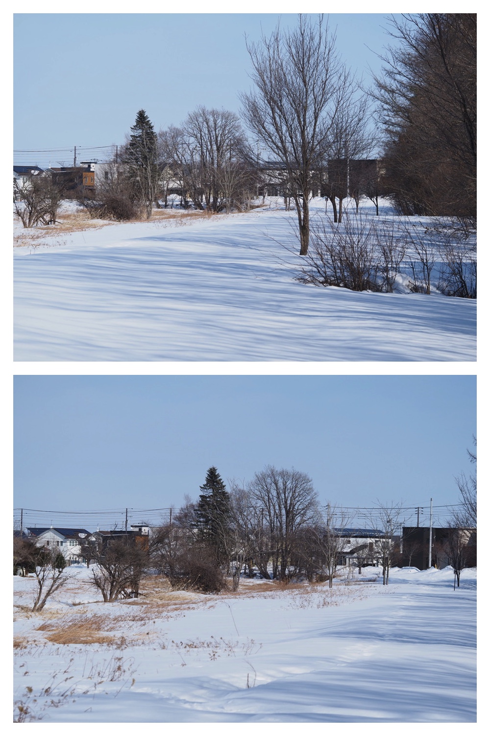 250311_Winter-buds_13