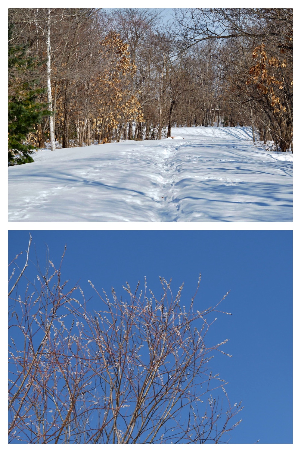 250311_Winter-buds_14