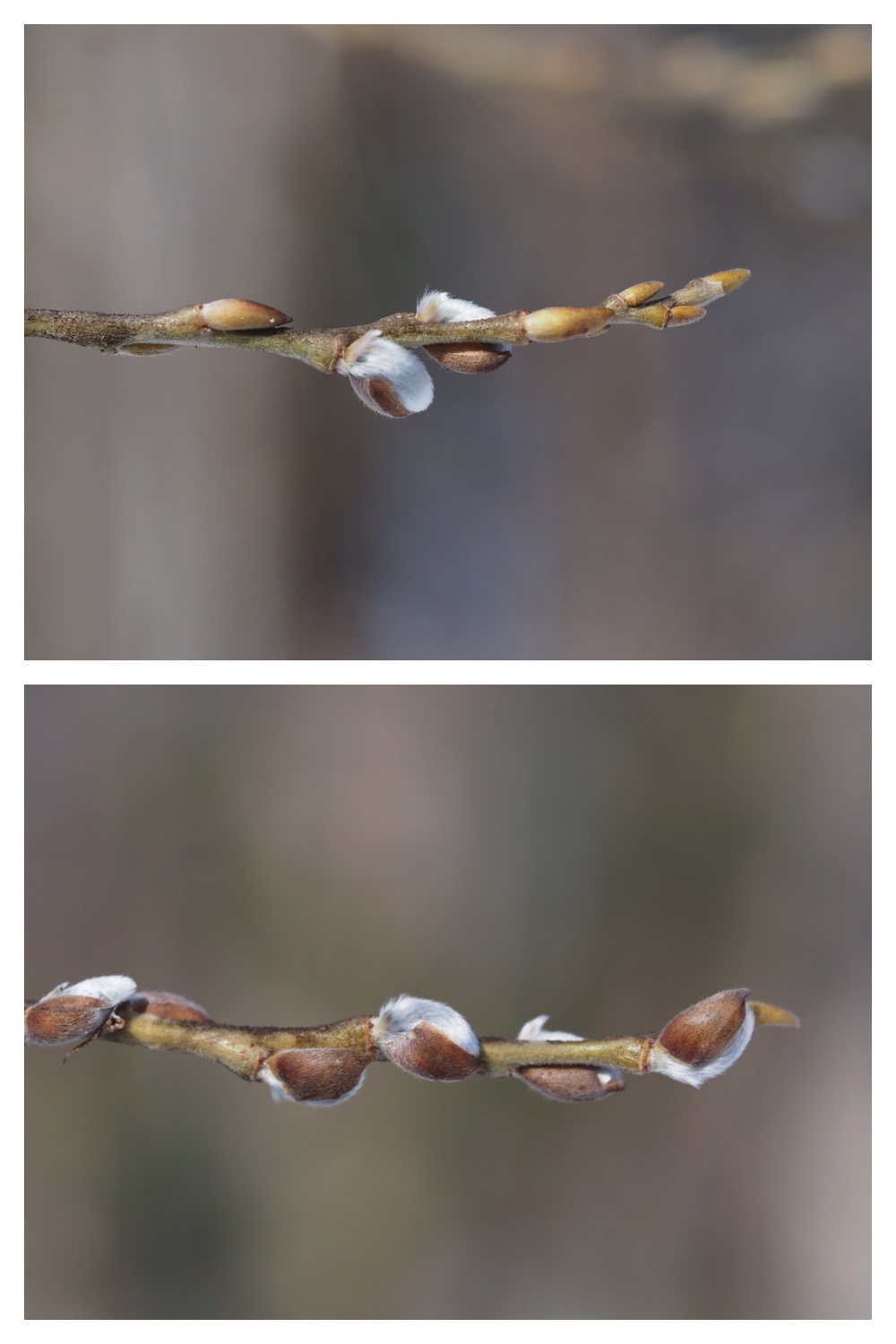 250311_Winter-buds_15