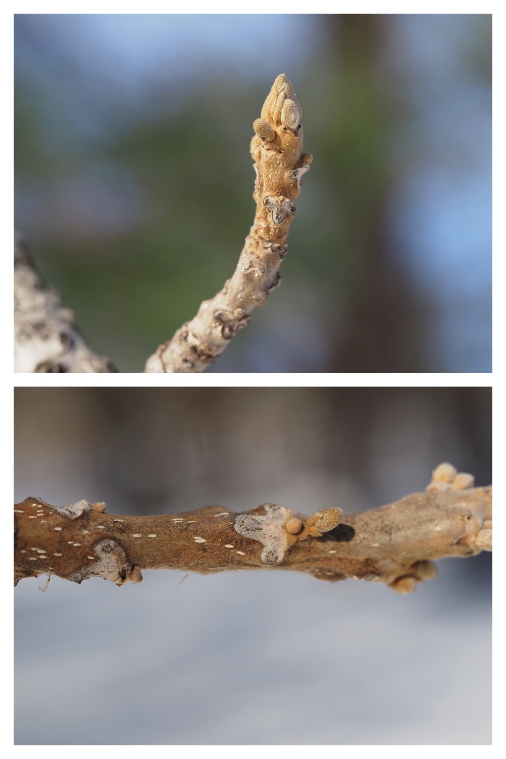 250311_Winter-buds_17