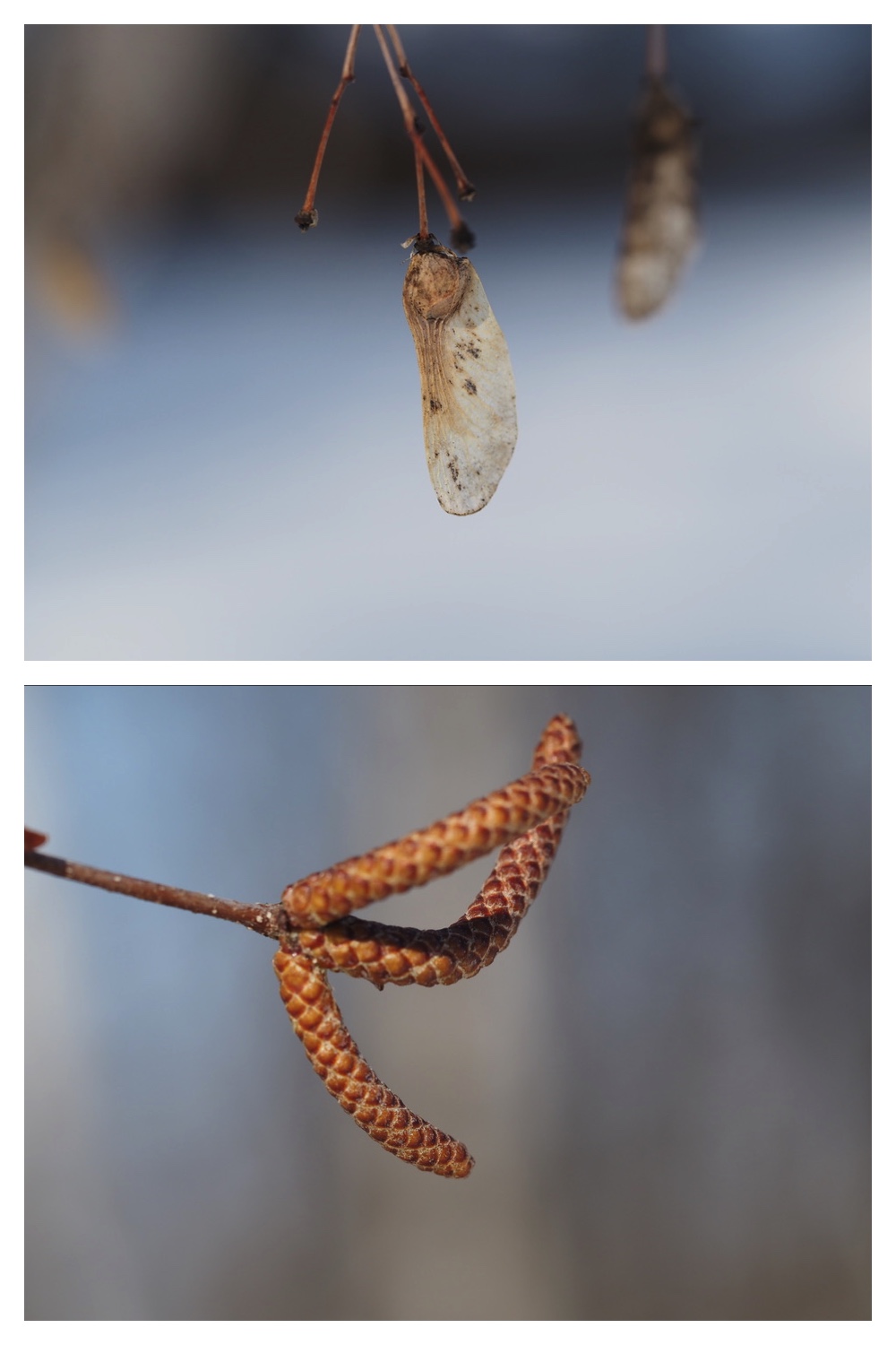 250311_Winter-buds_19