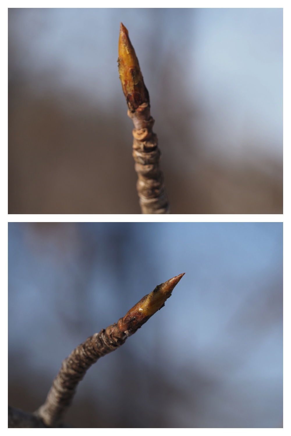 250311_Winter-buds_20