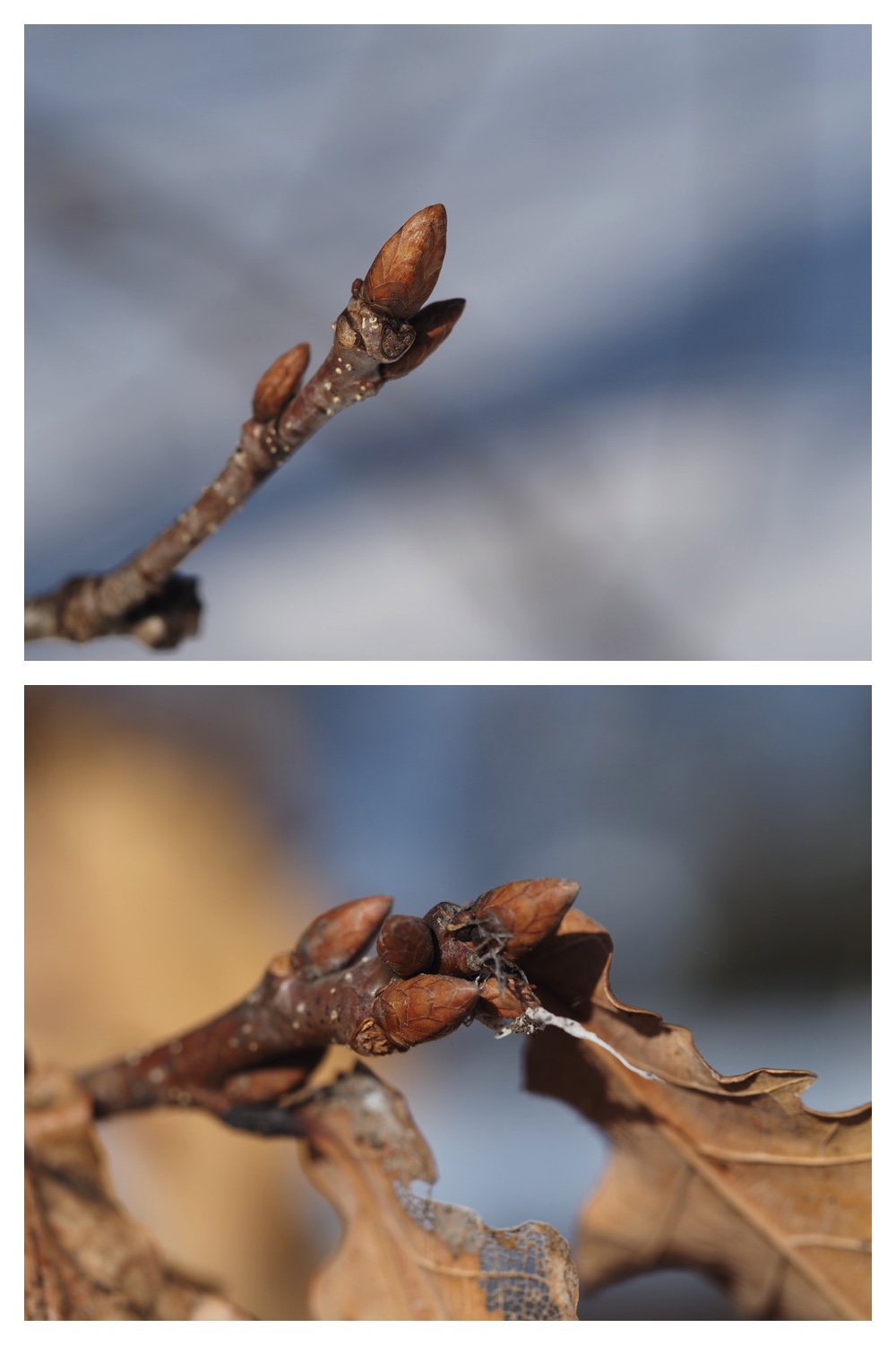 250311_Winter-buds_21