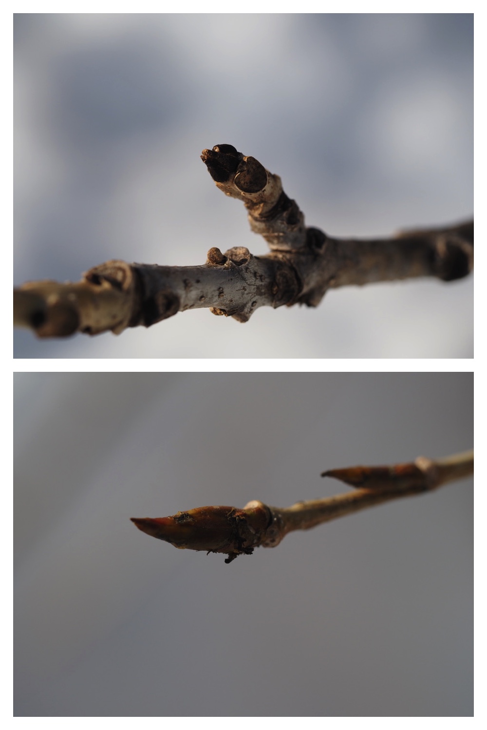 250311_Winter-buds_22