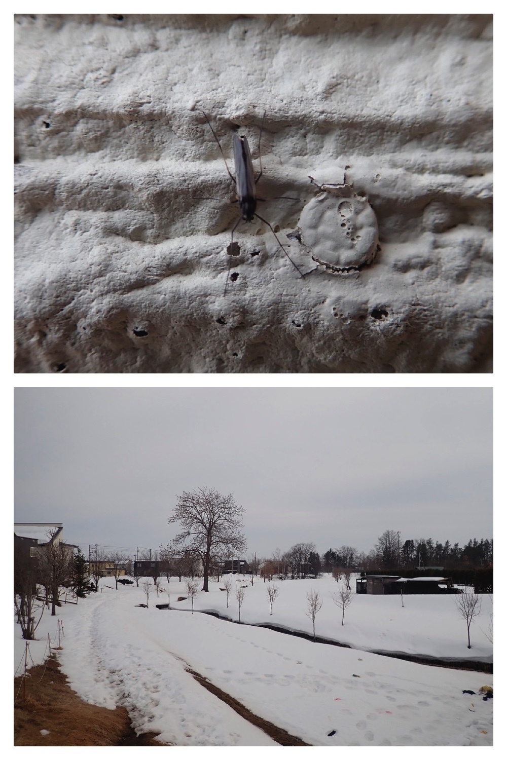 250311_Winter-buds_23