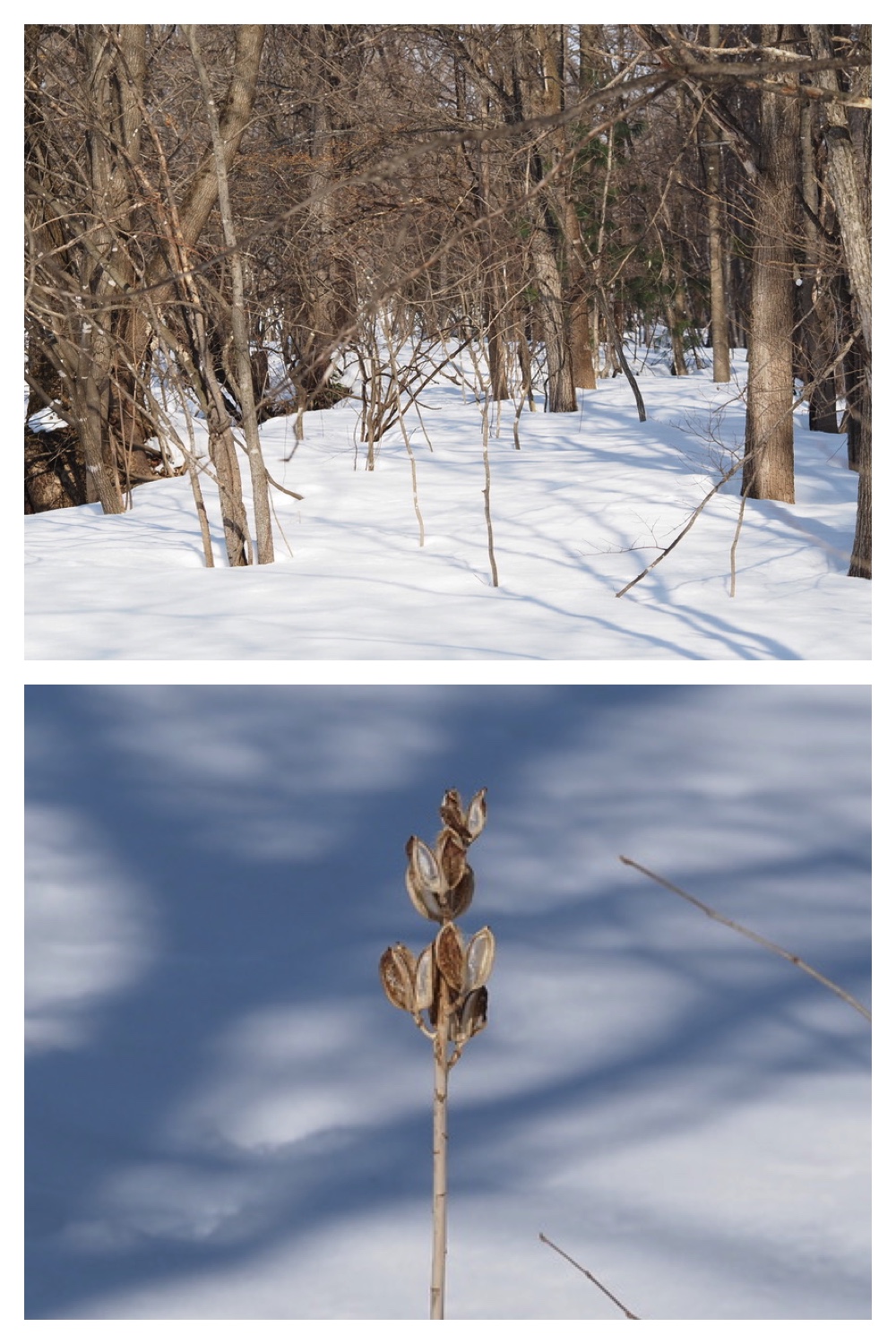 250311_Winter-buds_3