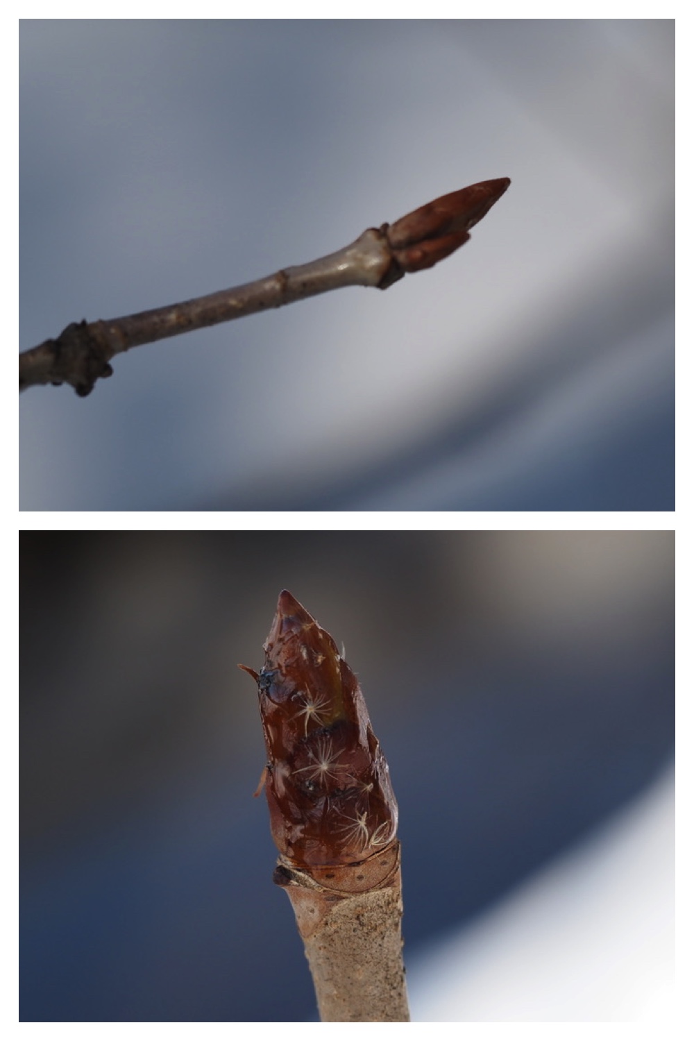 250311_Winter-buds_4