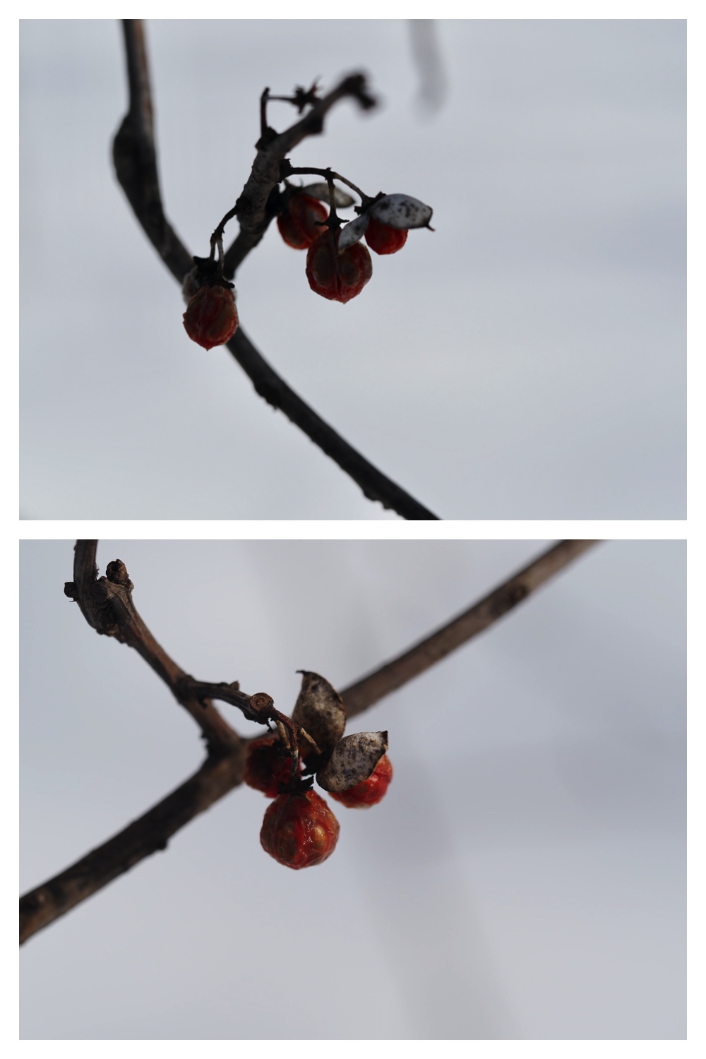 250311_Winter-buds_5