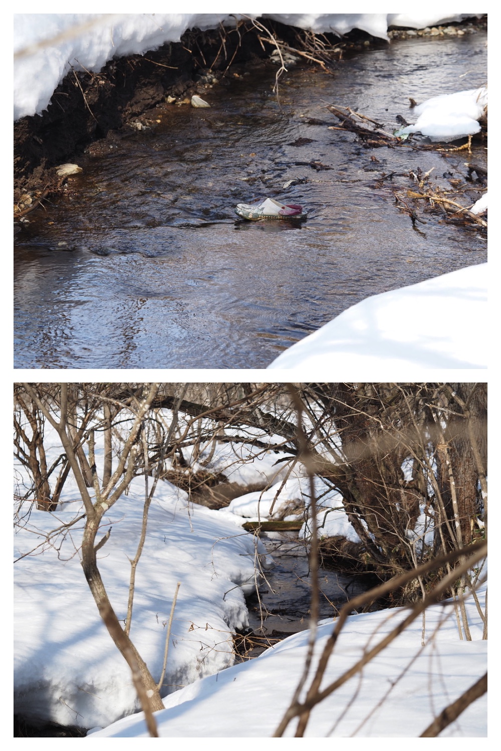 250311_Winter-buds_6