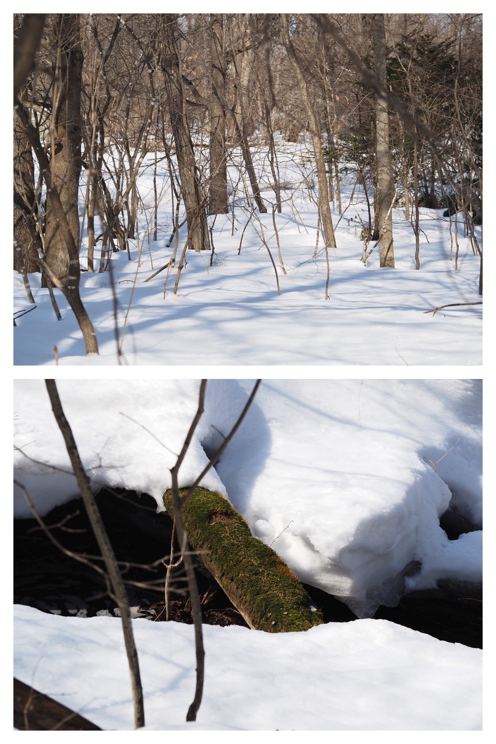 250311_Winter-buds_7