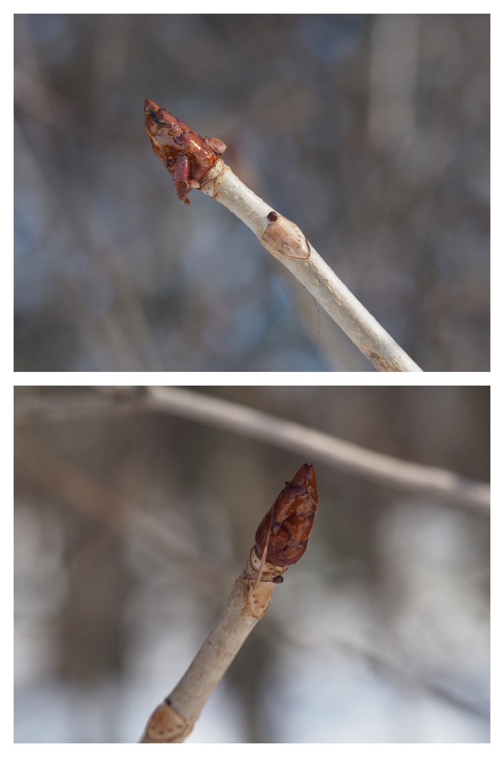 250311_Winter-buds_9