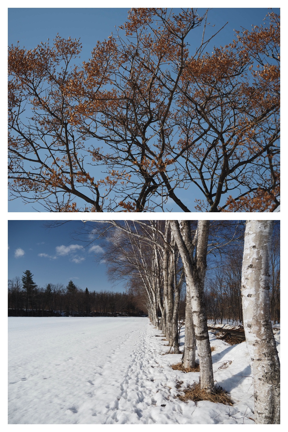 250313_Snow-melt_1