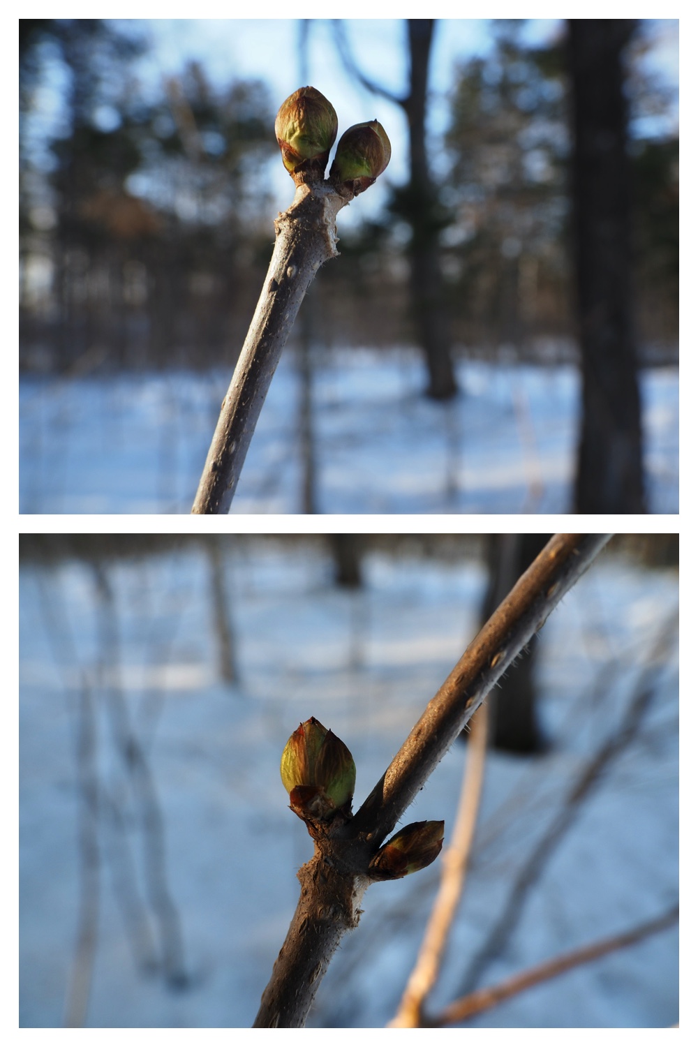 250313_Snow-melt_11