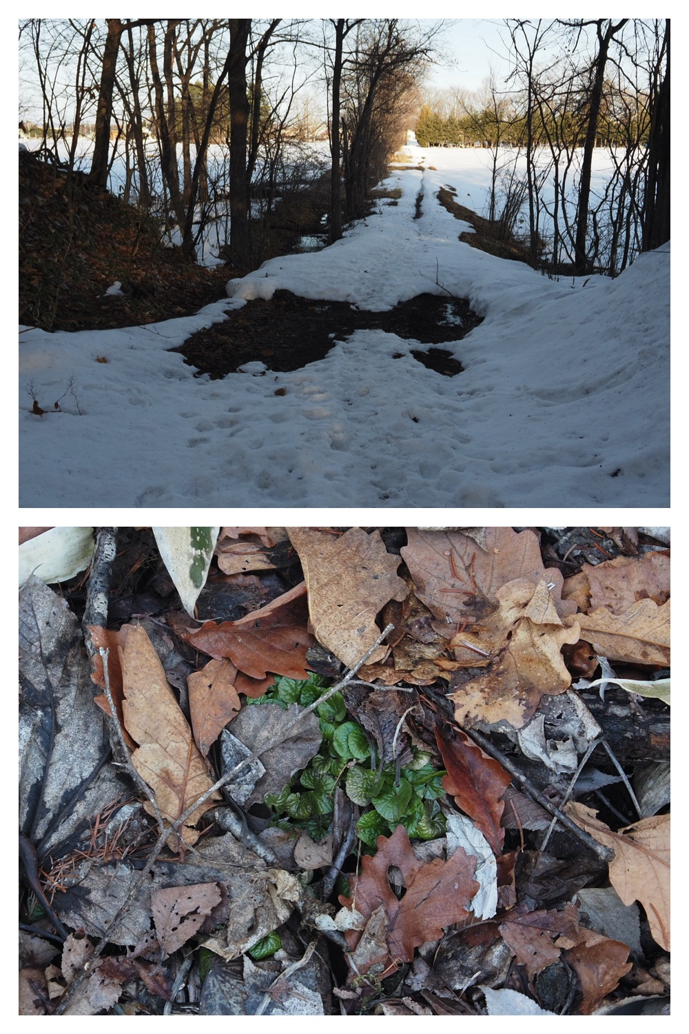 250313_Snow-melt_12