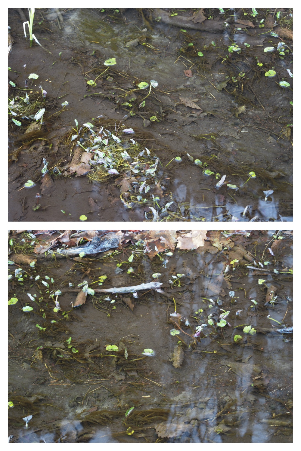 250313_Snow-melt_13