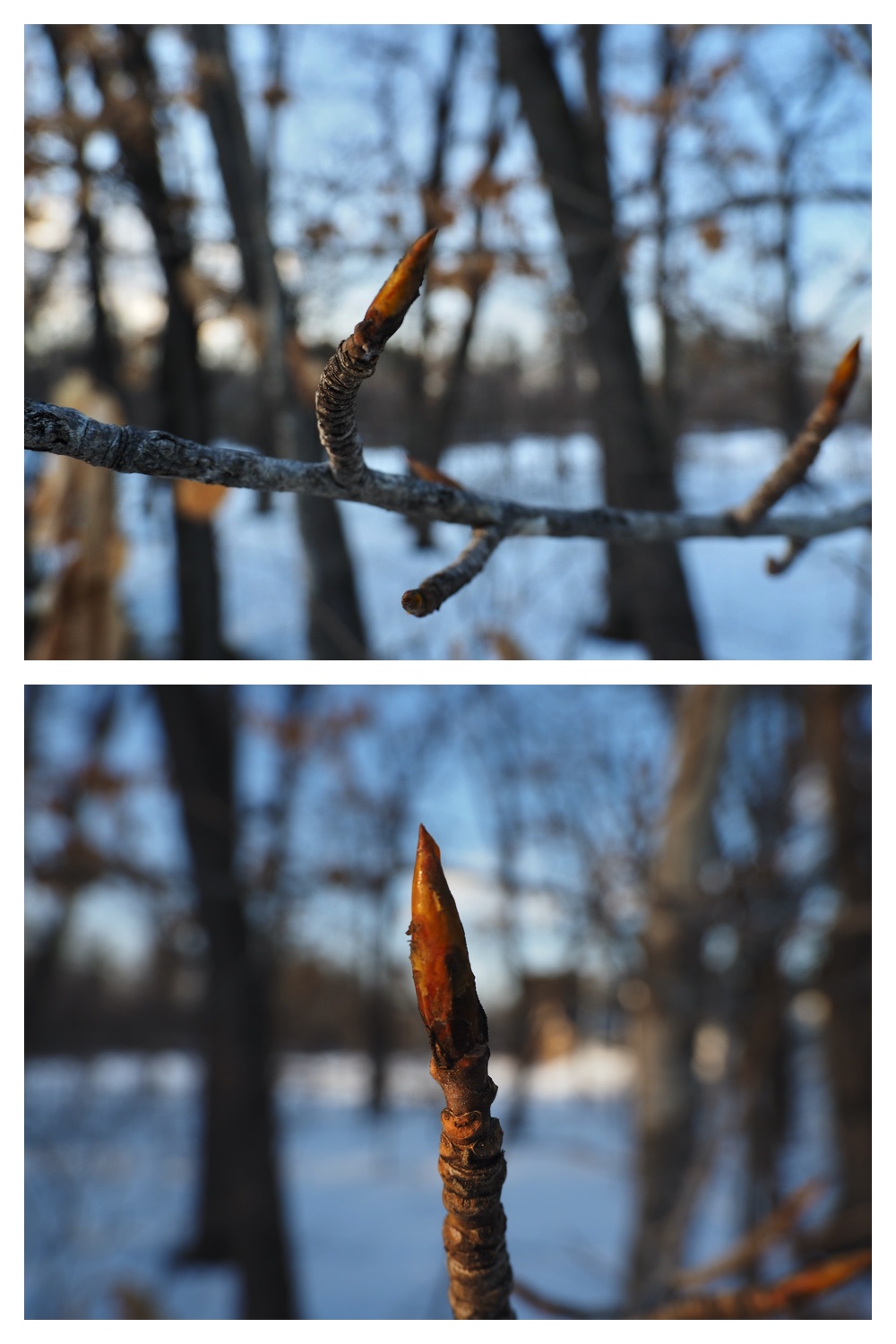 250313_Snow-melt_15
