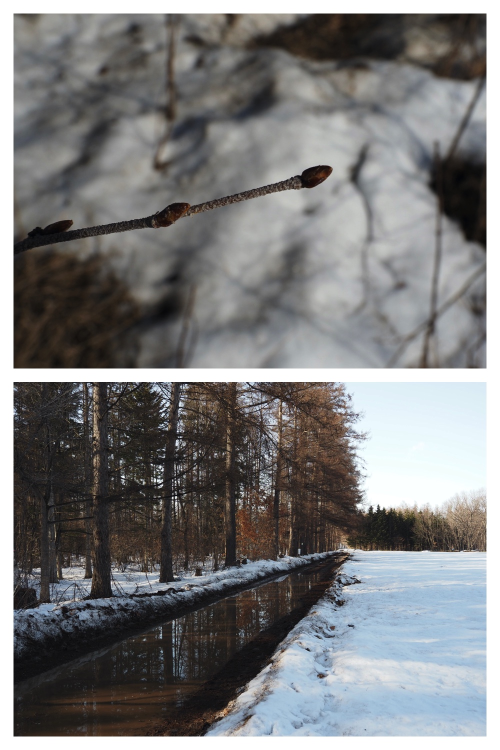 250313_Snow-melt_2