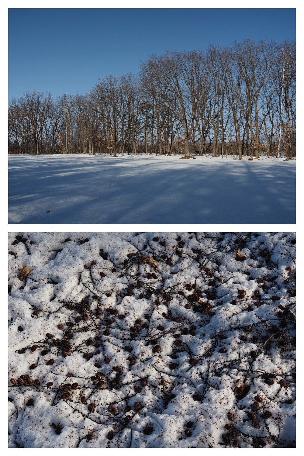 250313_Snow-melt_3