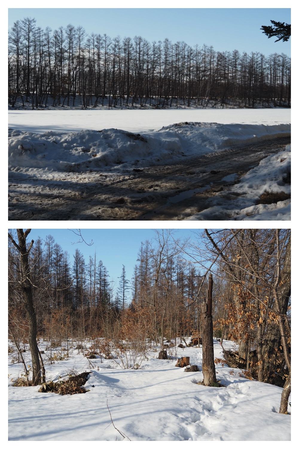 250313_Snow-melt_4