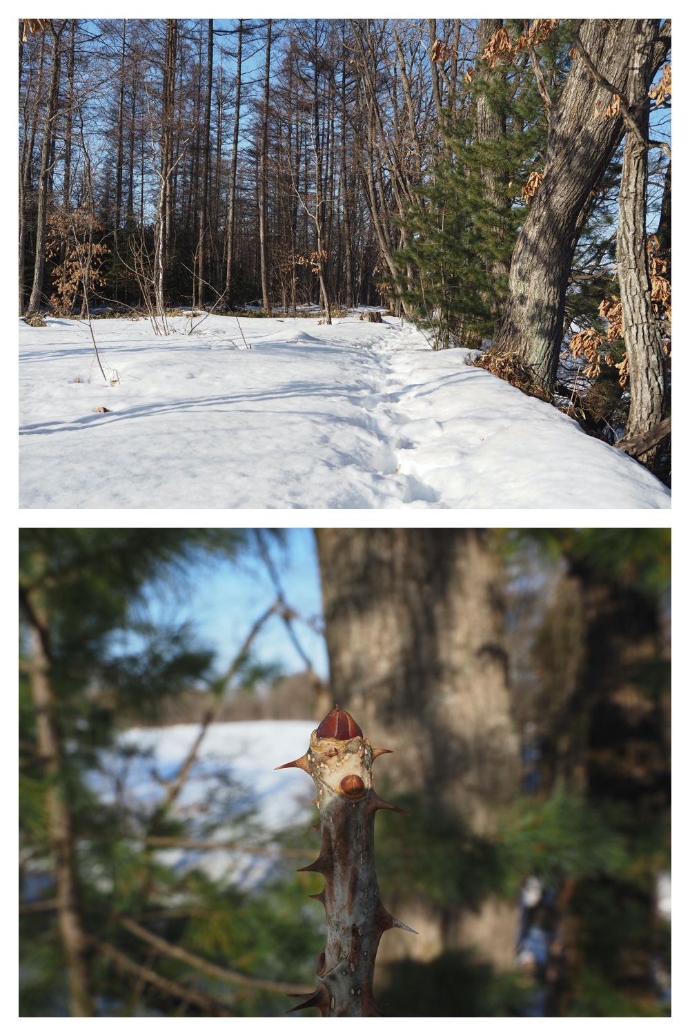 250313_Snow-melt_5
