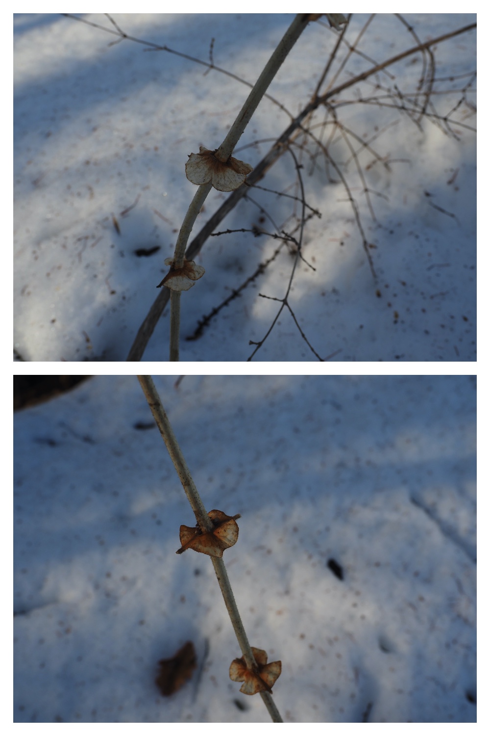 250313_Snow-melt_7