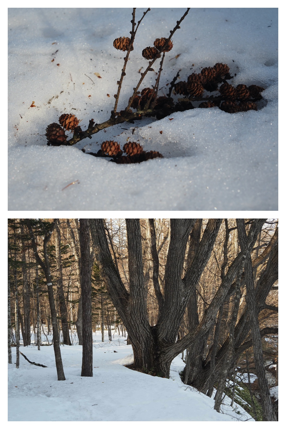 250313_Snow-melt_8