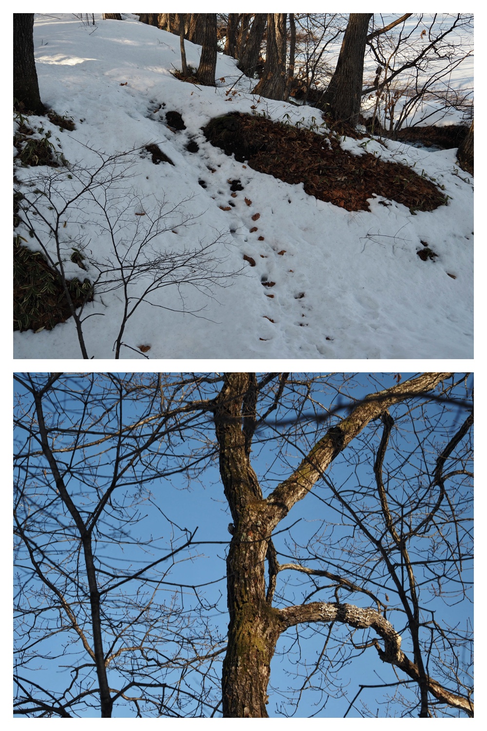 250313_Snow-melt_9