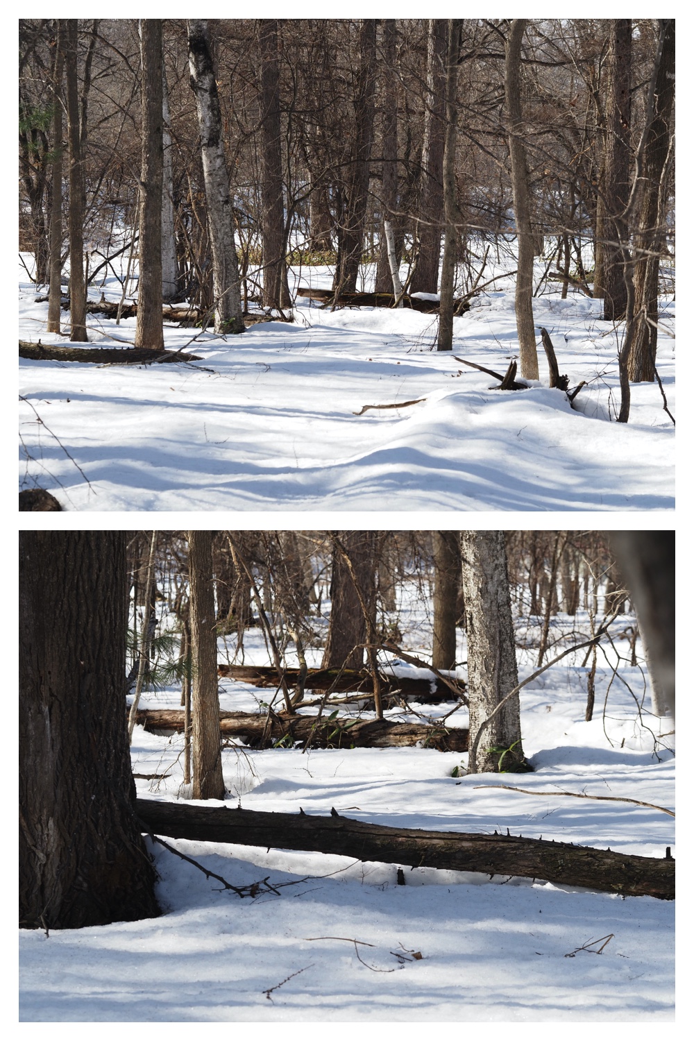 250315_Winter-buds_1