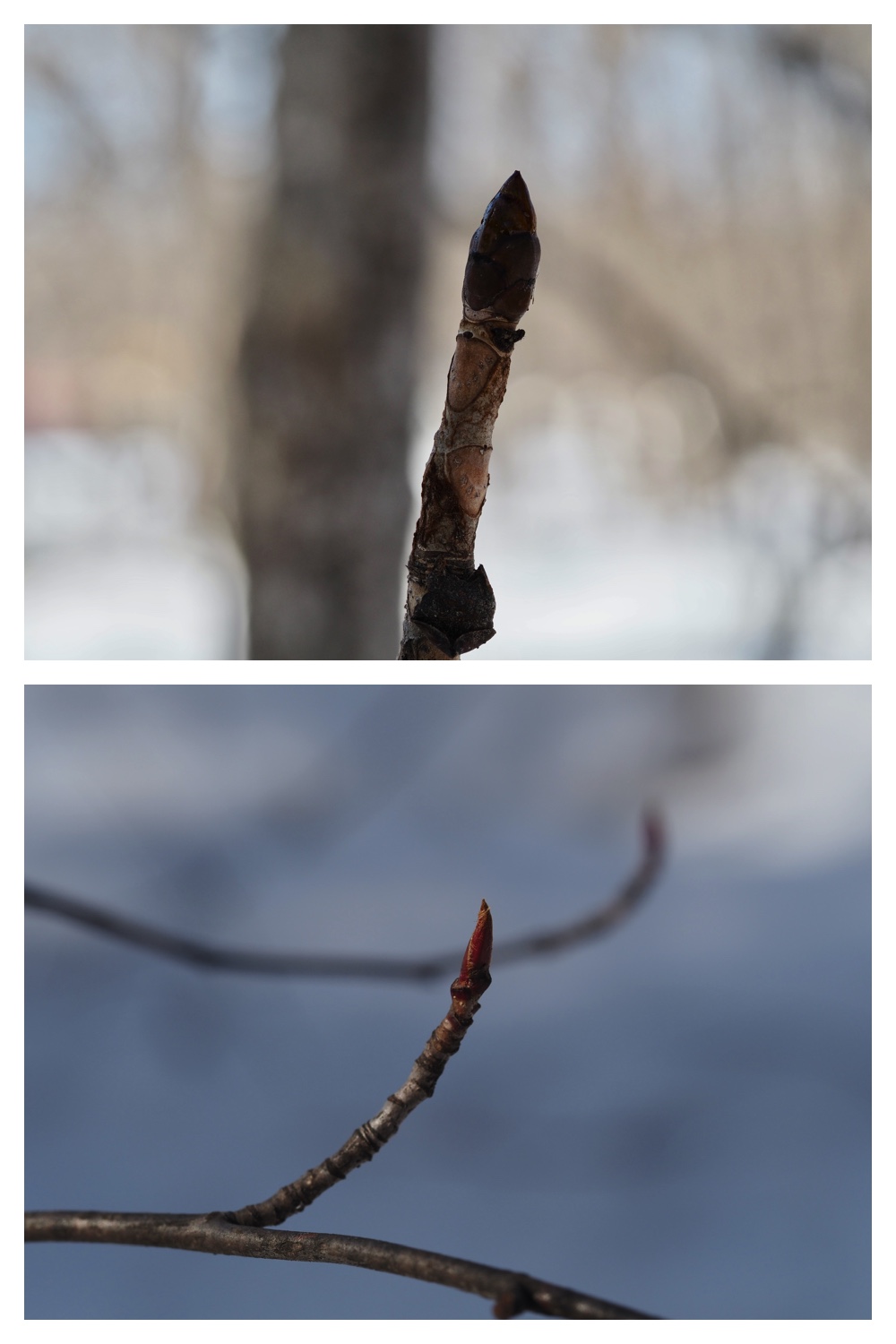 250315_Winter-buds_12