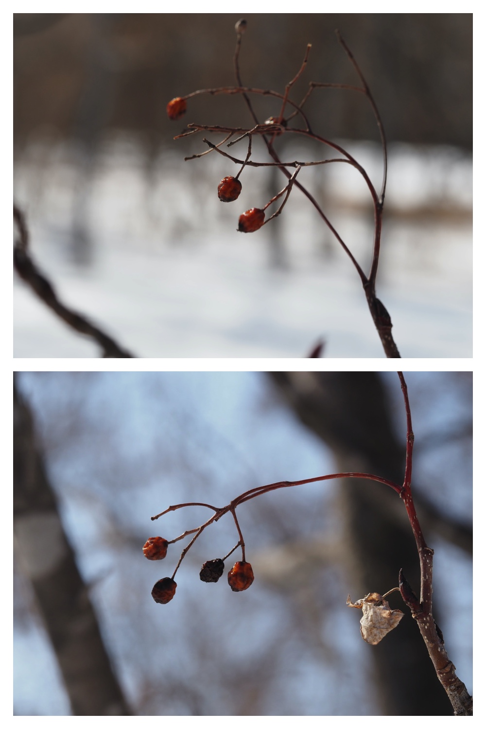 250315_Winter-buds_13