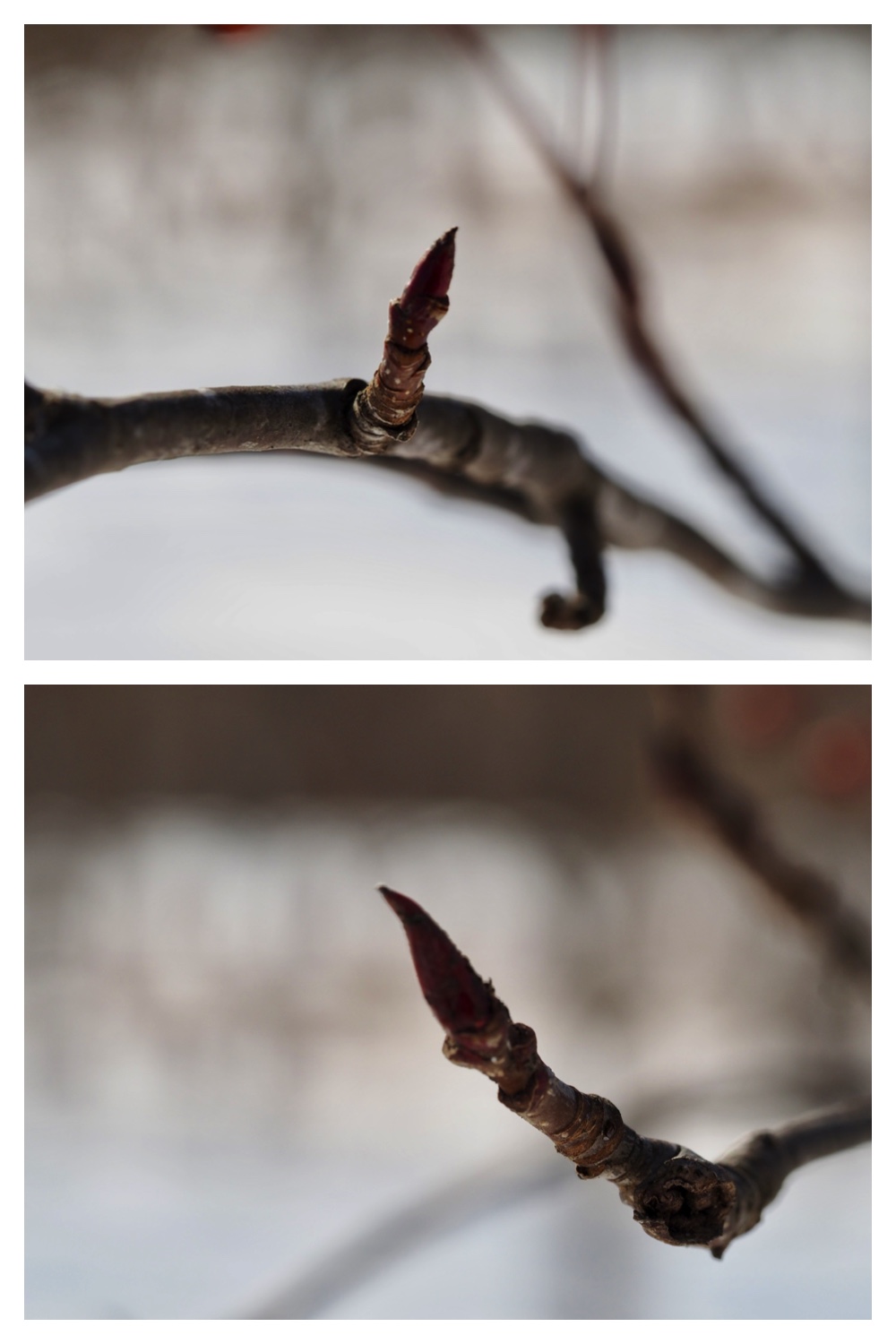 250315_Winter-buds_14