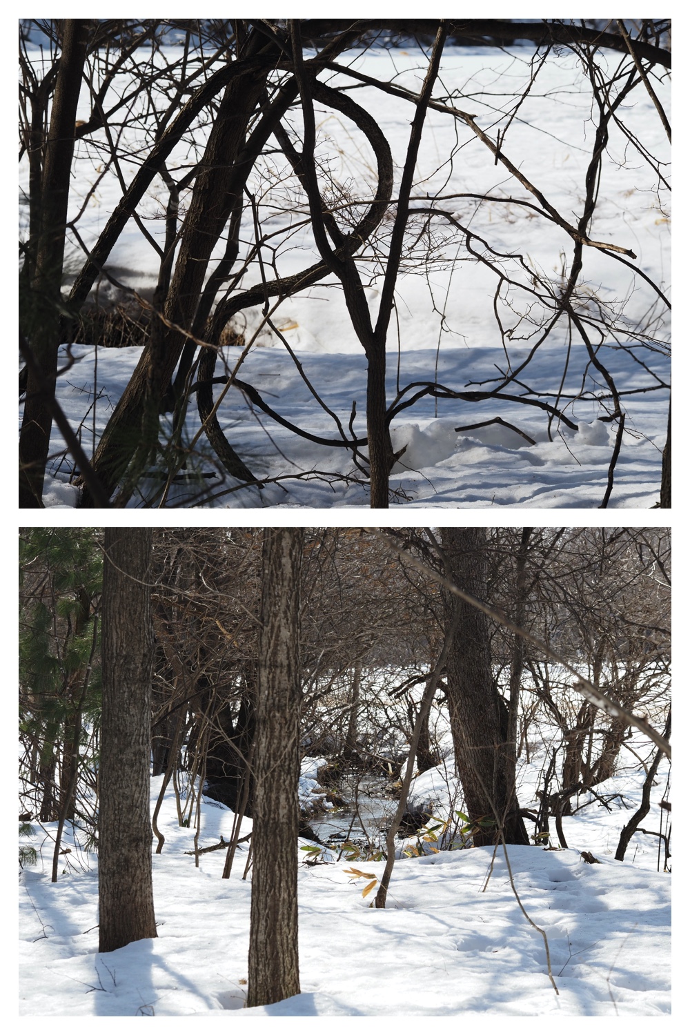 250315_Winter-buds_2