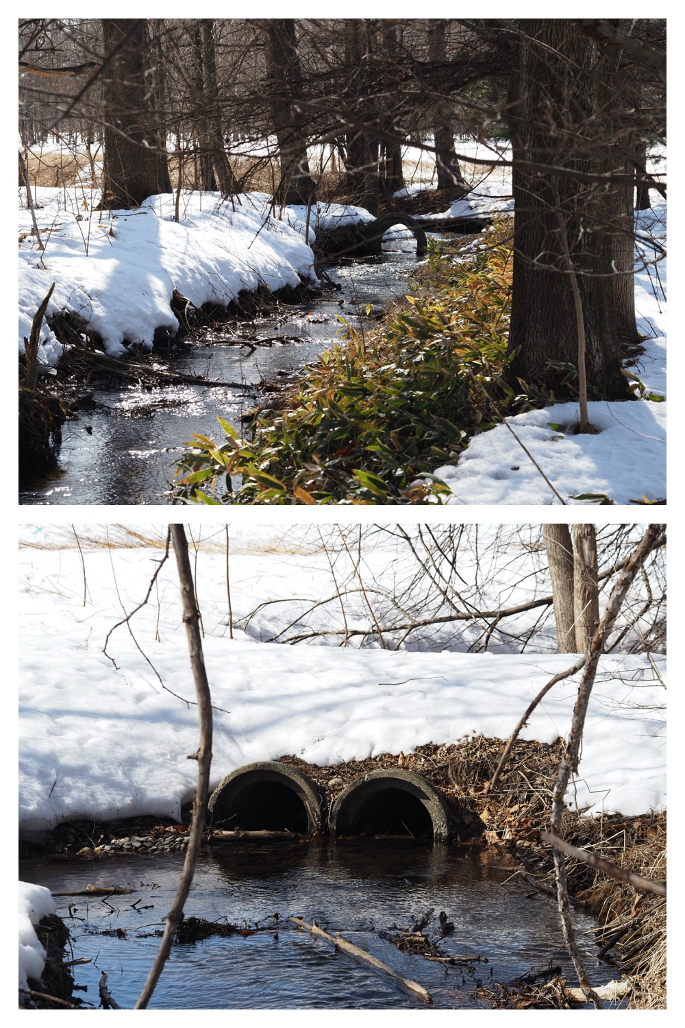 250315_Winter-buds_3