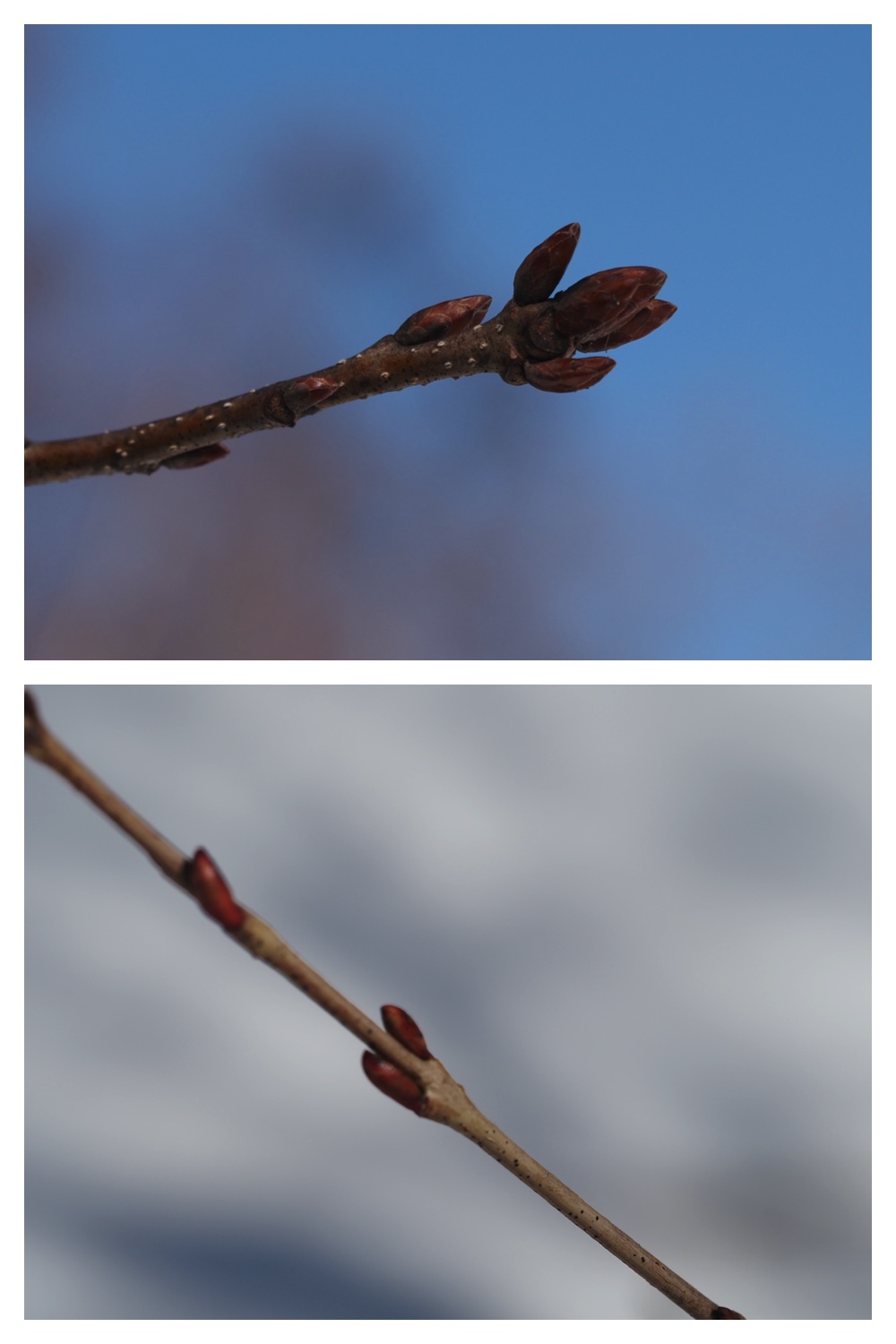 250315_Winter-buds_5