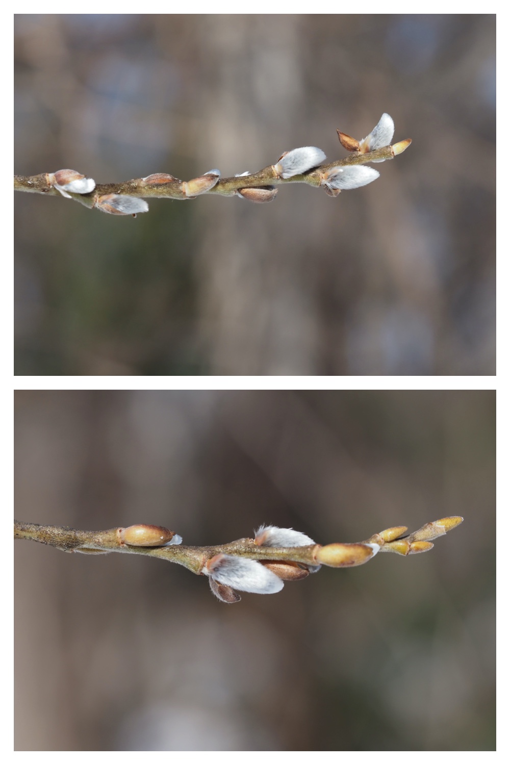 250315_Winter-buds_6