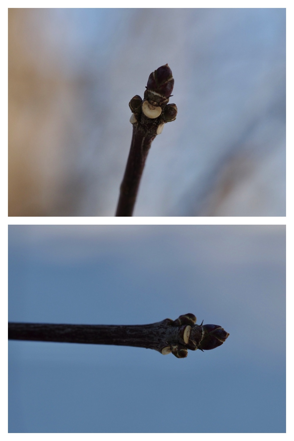 250315_Winter-buds_7