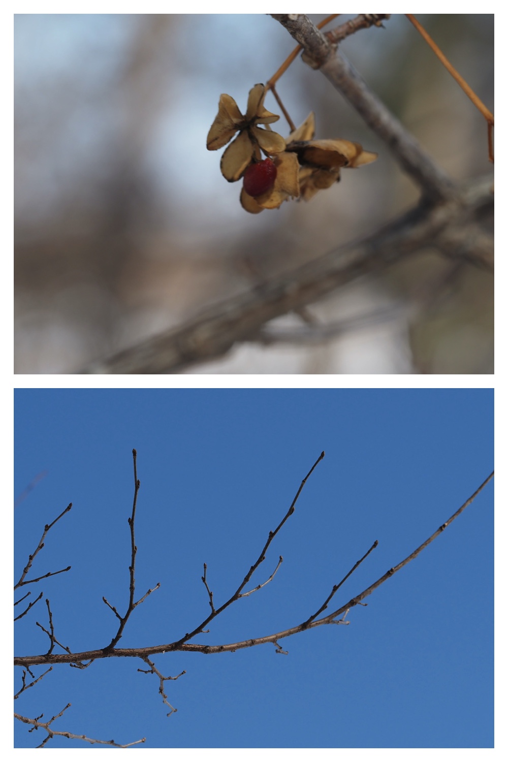 250315_Winter-buds_8