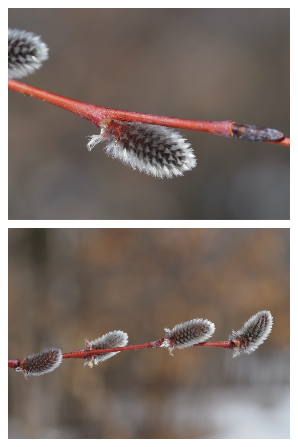 250315_Winter-buds_9