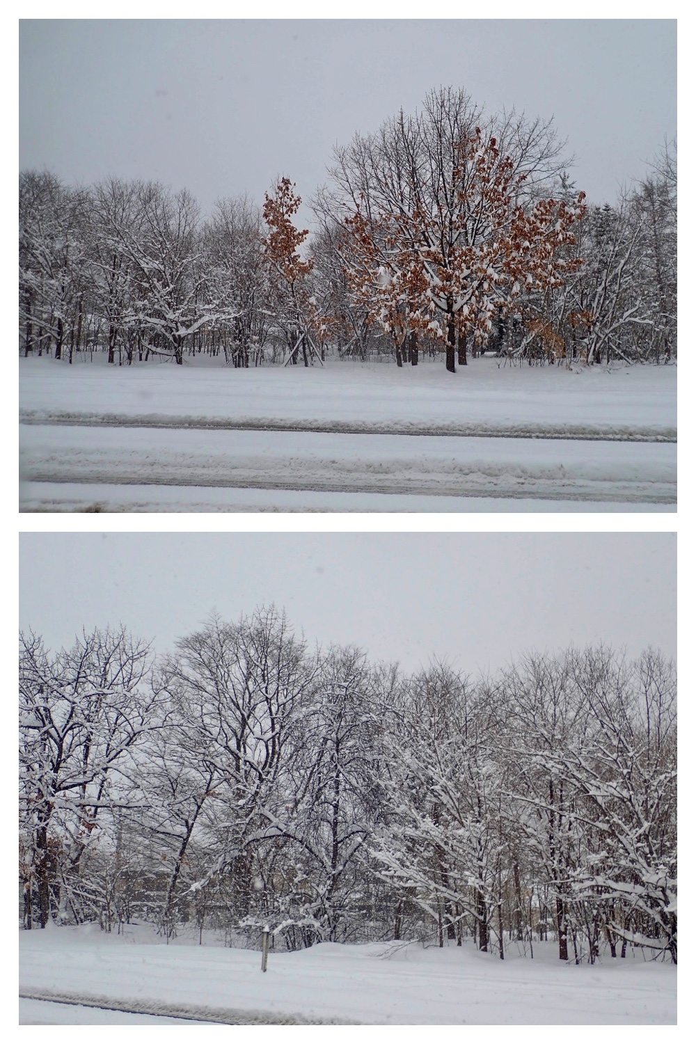 250317_March-snow_2