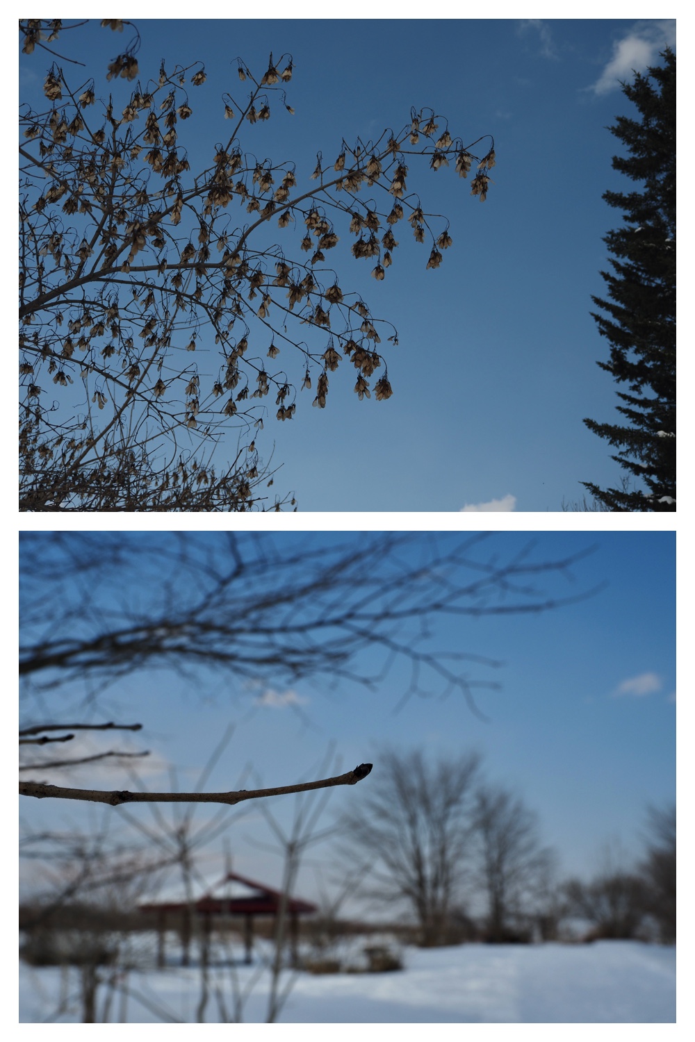 250320_Haguku-mu_4
