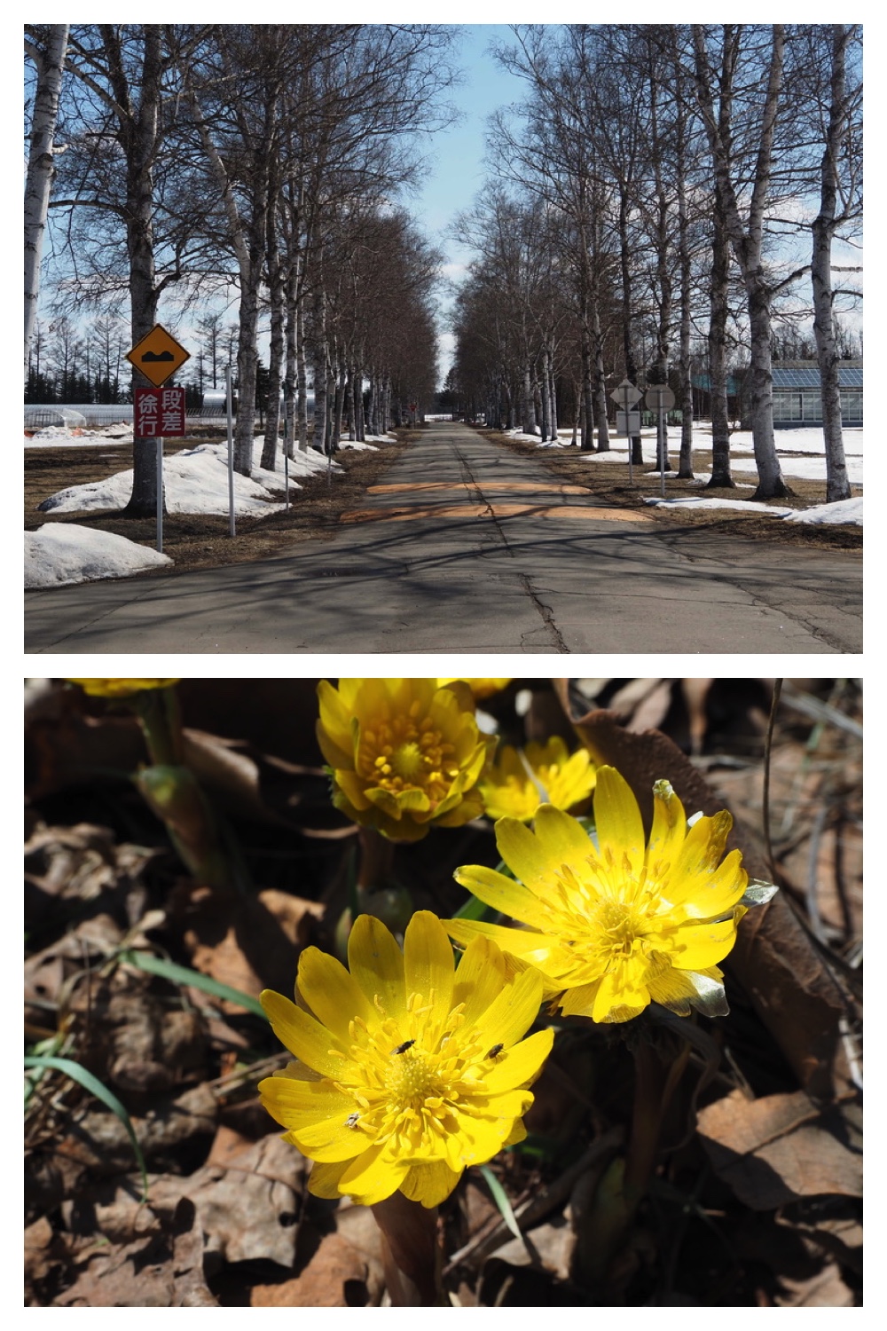 250331_Sakeno-furusato-park_1