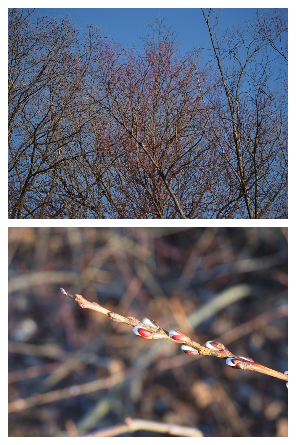 250331_Sakeno-furusato-park_1