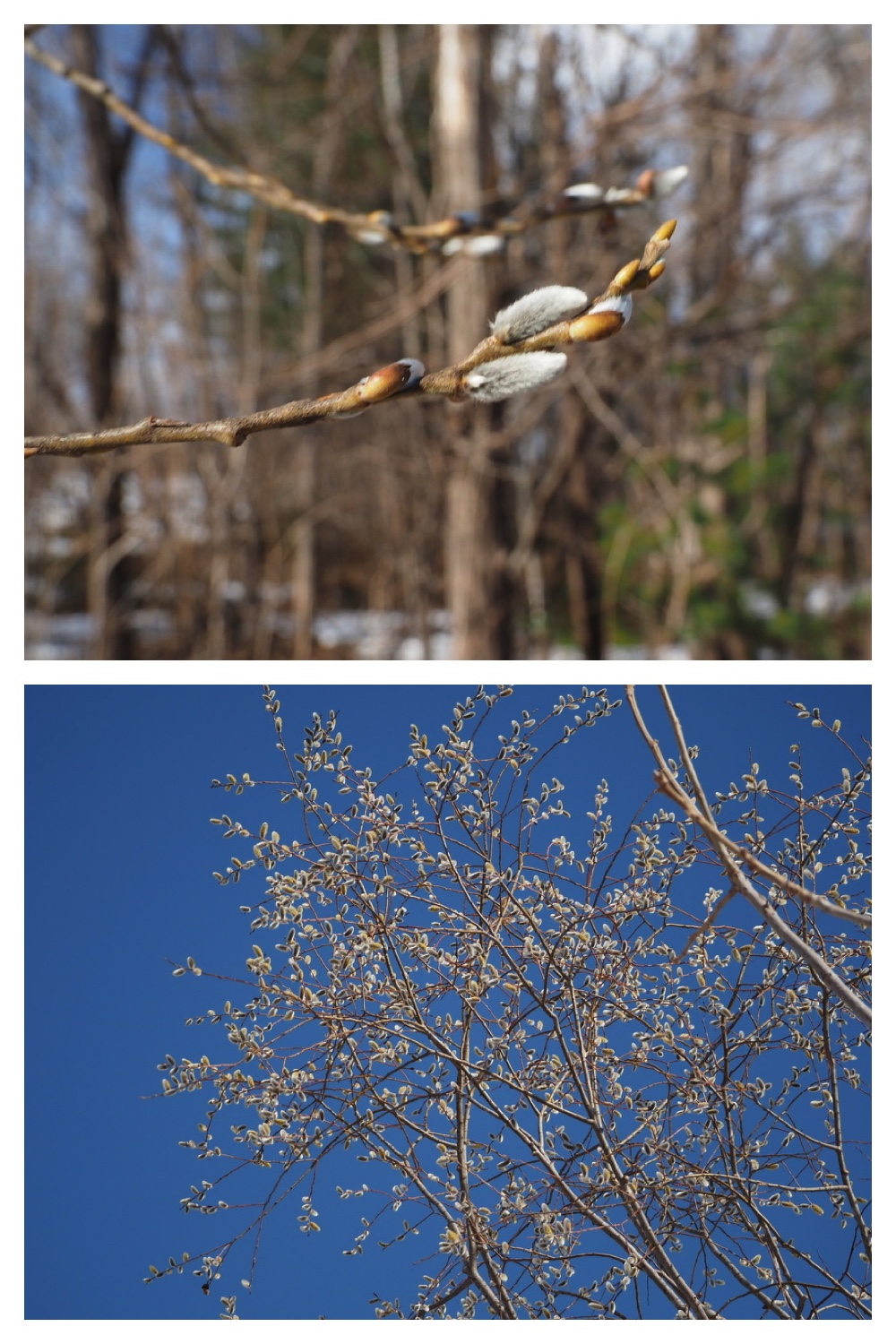 250331_Sakeno-furusato-park_1