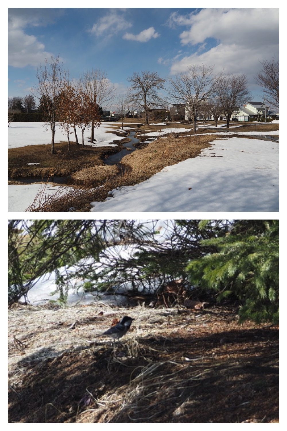 250331_Sakeno-furusato-park_1