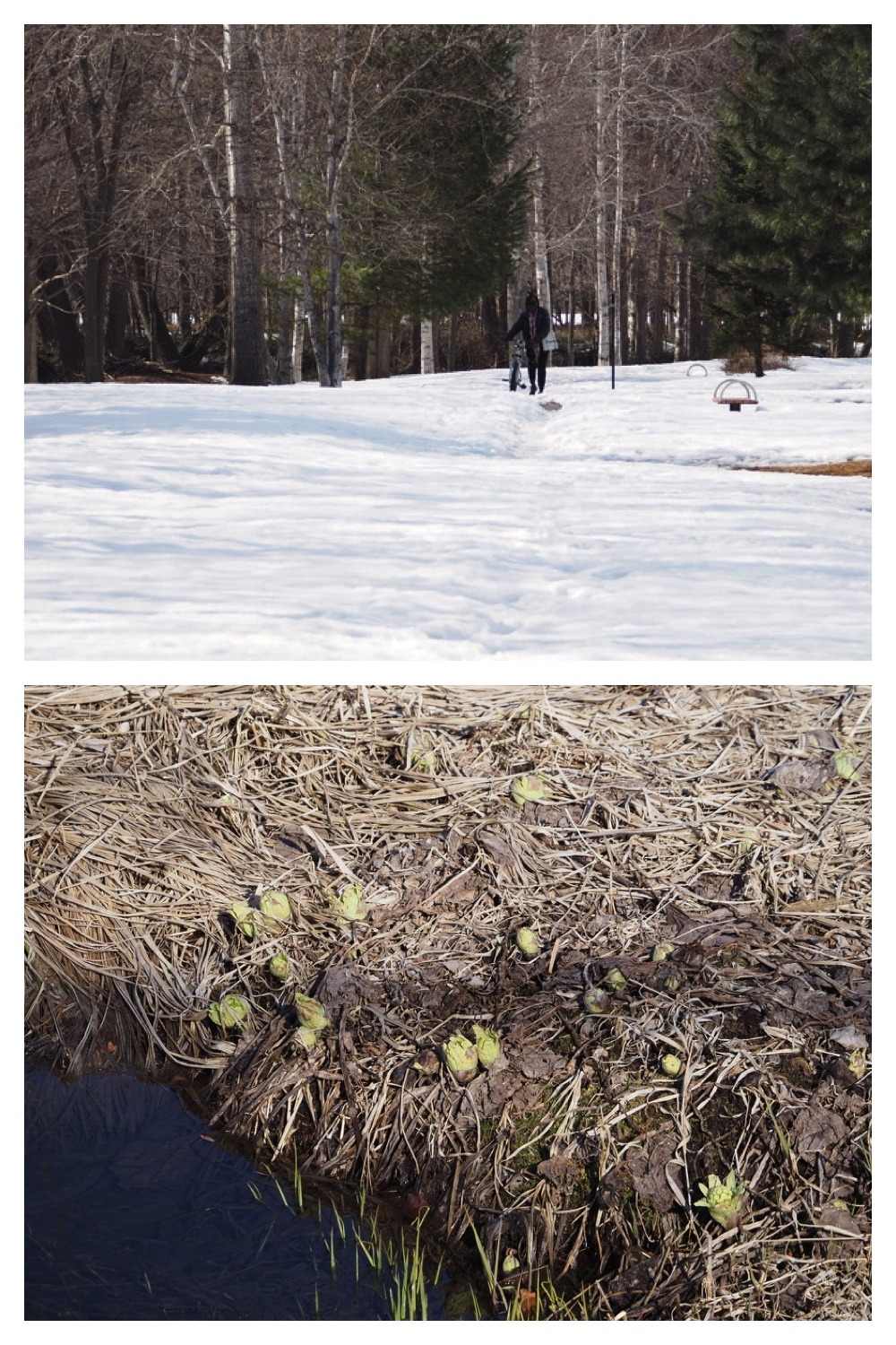 250331_Sakeno-furusato-park_1