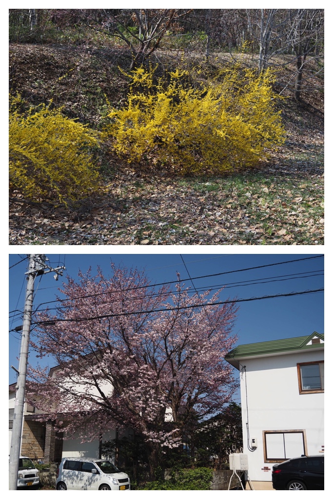 250501_Midorigaoka_1
