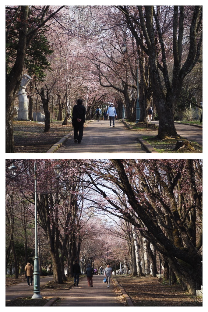250501_Midorigaoka_18