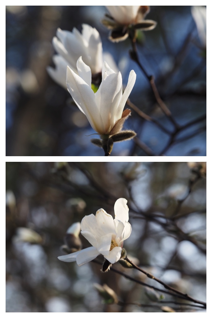 250501_Midorigaoka_23