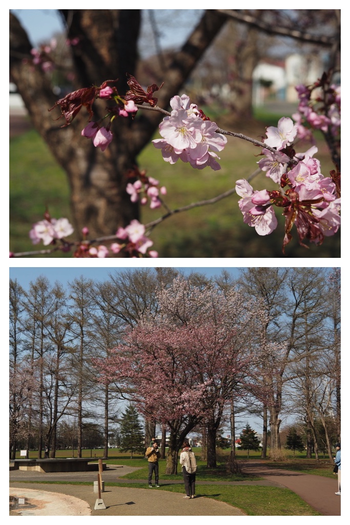 250501_Midorigaoka_3